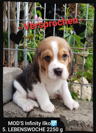 Beaglewelpen tri. Rr. mit Erstausstattung