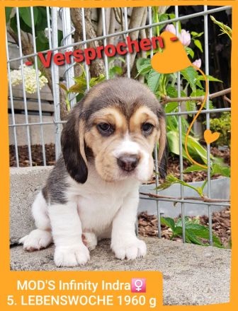 Beaglewelpen tri. Rr. mit Erstausstattung
