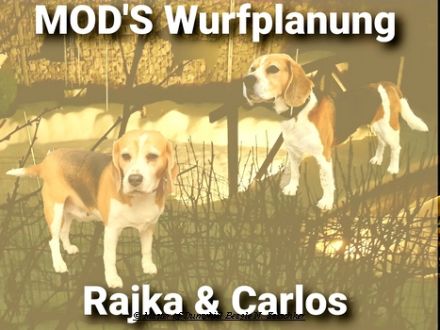 Beaglewelpen tri. Rr. mit Erstausstattung