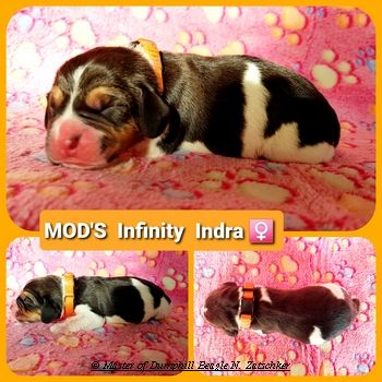 Beaglewelpen tri. Rr. mit Erstausstattung