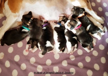 Beaglewelpen tri. Rr. mit Erstausstattung