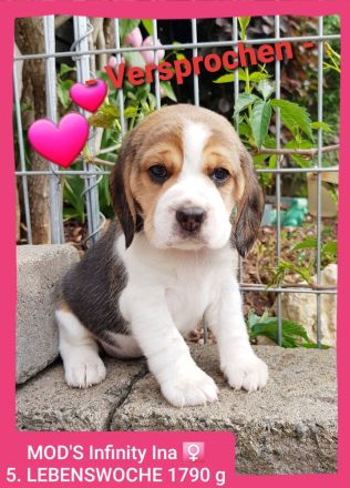Beaglewelpen tri. Rr. mit Erstausstattung