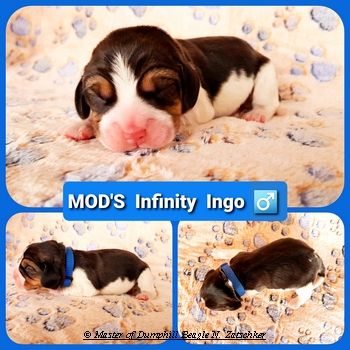 Beaglewelpen tri. Rr. mit Erstausstattung