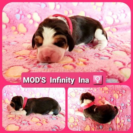 Beaglewelpen tri. Rr. mit Erstausstattung