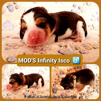 Beaglewelpen tri. Rr. mit Erstausstattung