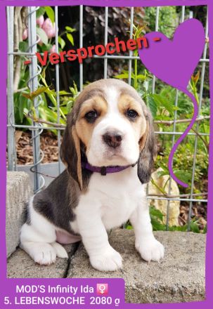 Beaglewelpen tri. Rr. mit Erstausstattung