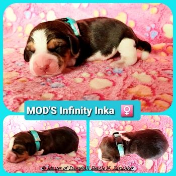 Beaglewelpen tri. Rr. mit Erstausstattung