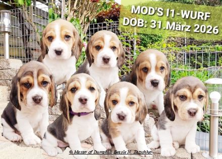 Beaglewelpen tri. Rr. mit Erstausstattung