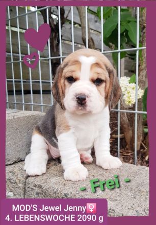 Beaglewelpen tri. Rr. mit Erstaustattung