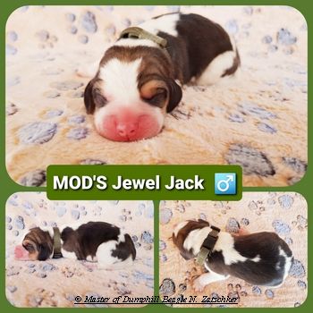 Beaglewelpen tri. Rr. mit Erstaustattung