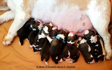 Beaglewelpen tri. Rr. mit Erstaustattung