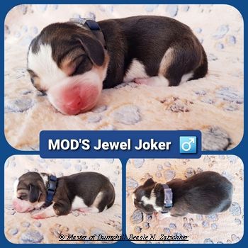 Beaglewelpen tri. Rr. mit Erstaustattung