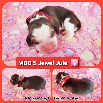 Beaglewelpen tri. Rr. mit Erstaustattung