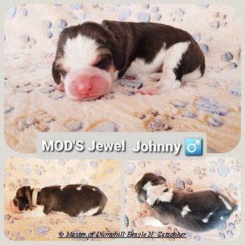 Beaglewelpen tri. Rr. mit Erstaustattung