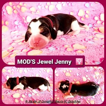 Beaglewelpen tri. Rr. mit Erstaustattung