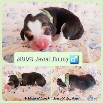 Beaglewelpen tri. Rr. mit Erstaustattung