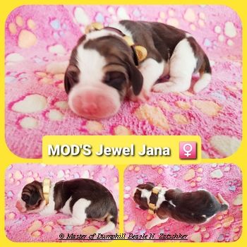 Beaglewelpen tri. Rr. mit Erstaustattung