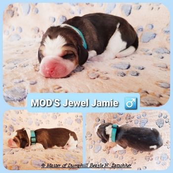 Beaglewelpen tri. Rr. mit Erstaustattung