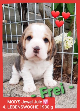 Beaglewelpen tri. Rr. mit Erstaustattung