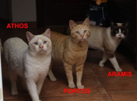 Athos, Portos und Aramis suchen gemeinsam ihr Für-immer-Zuhause (Wohnungskatzen)