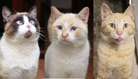 Athos, Portos und Aramis suchen gemeinsam ihr Für-immer-Zuhause (Wohnungskatzen)