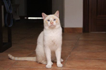 Athos, Portos und Aramis suchen gemeinsam ihr Für-immer-Zuhause (Wohnungskatzen)