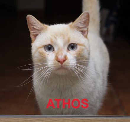 Athos, Portos und Aramis suchen gemeinsam ihr Für-immer-Zuhause (Wohnungskatzen)