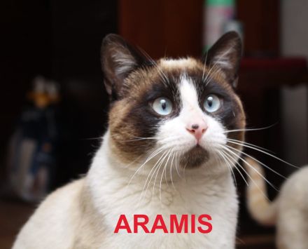 Athos, Portos und Aramis suchen gemeinsam ihr Für-immer-Zuhause (Wohnungskatzen)