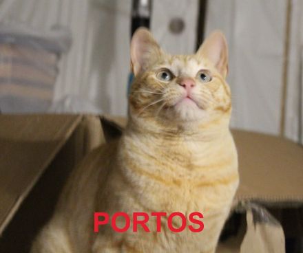 Athos, Portos und Aramis suchen gemeinsam ihr Für-immer-Zuhause (Wohnungskatzen)