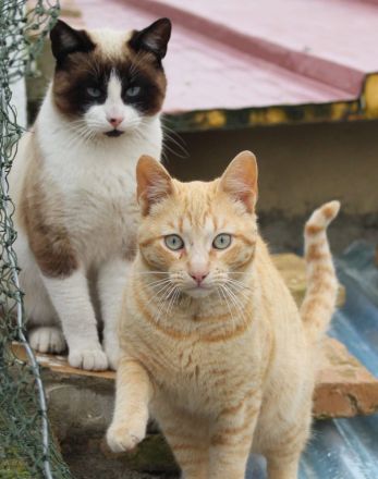 Athos, Portos und Aramis suchen gemeinsam ihr Für-immer-Zuhause (Wohnungskatzen)