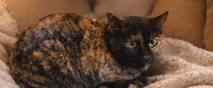 Marleen sucht ihr Für-immer-Zuhause (Wohnungskatze, mit viel Herz)