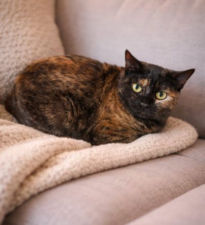 Marleen sucht ihr Für-immer-Zuhause (Wohnungskatze, mit viel Herz)