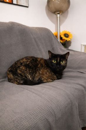 Marleen sucht ihr Für-immer-Zuhause (Wohnungskatze, mit viel Herz)