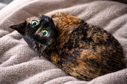 Marleen sucht ihr Für-immer-Zuhause (Wohnungskatze, mit viel Herz)