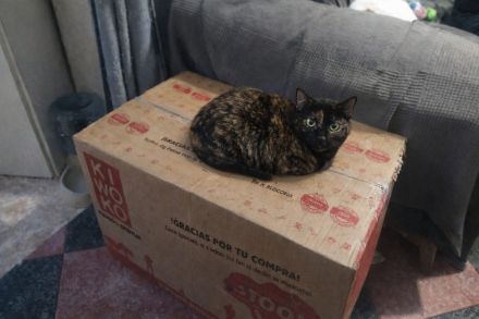 Marleen sucht ihr Für-immer-Zuhause (Wohnungskatze, mit viel Herz)