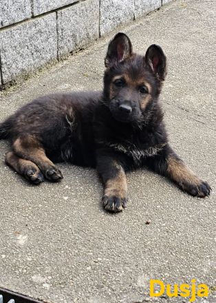 Reinrassige Schäferhundwelpen stammen aus 100% DDR Linien