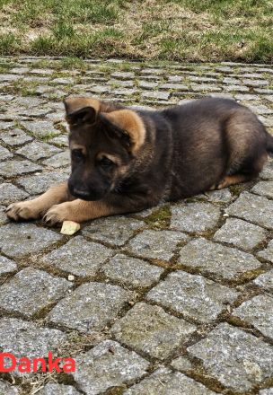 Reinrassige Schäferhundwelpen stammen aus 100% DDR Linien