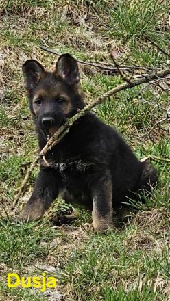 Reinrassige Schäferhundwelpen stammen aus 100% DDR Linien