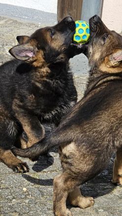 Reinrassige Schäferhundwelpen stammen aus 100% DDR Linien