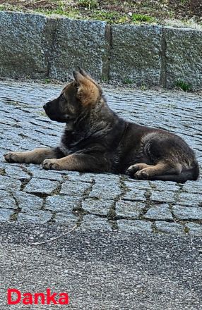 Reinrassige Schäferhundwelpen stammen aus 100% DDR Linien