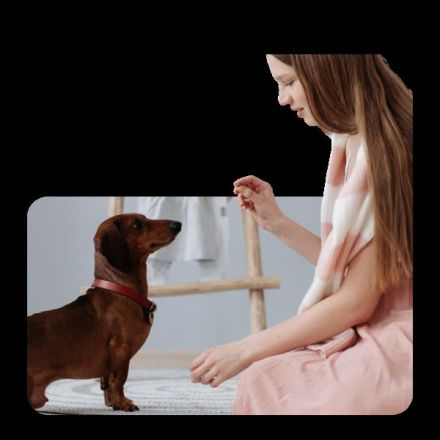 Kinderkurs mit Hund in deiner Nähe – Spiel, Spaß & sicherer Umgang