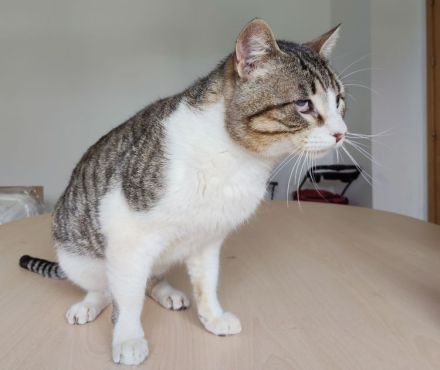 Rizzy, blind und sehr verschmust, wünscht sich eine liebe Familie