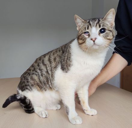 Rizzy, blind und sehr verschmust, wünscht sich eine liebe Familie