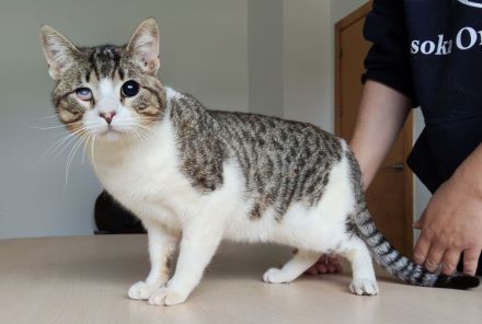 Rizzy, blind und sehr verschmust, wünscht sich eine liebe Familie