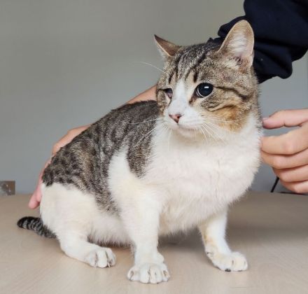 Rizzy, blind und sehr verschmust, wünscht sich eine liebe Familie