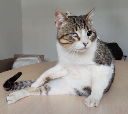 Rizzy, blind und sehr verschmust, wünscht sich eine liebe Familie