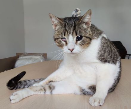 Rizzy, blind und sehr verschmust, wünscht sich eine liebe Familie