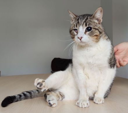 Rizzy, blind und sehr verschmust, wünscht sich eine liebe Familie