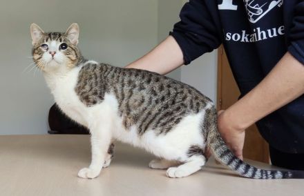 Rizzy, blind und sehr verschmust, wünscht sich eine liebe Familie