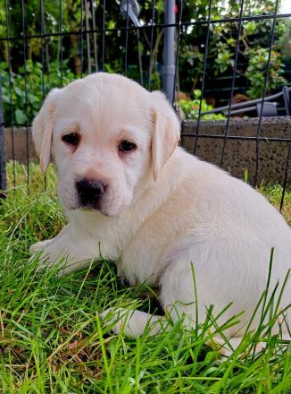 Labradorwelpen in schwarz und gelb, mit Ahnentafel, liebevolle Hausaufzucht